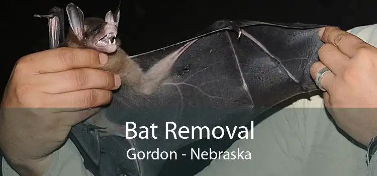 Bat Removal Gordon - Nebraska