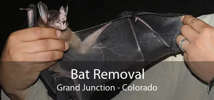 Bat Removal Grand Junction - Colorado