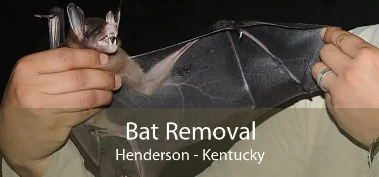 Bat Removal Henderson - Kentucky