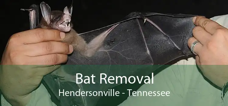 Bat Removal Hendersonville - Tennessee
