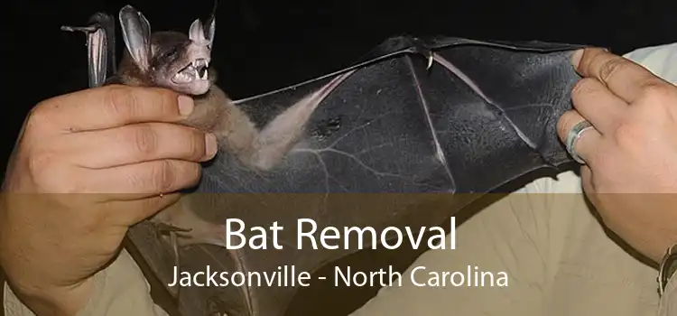 Bat Removal Jacksonville - North Carolina