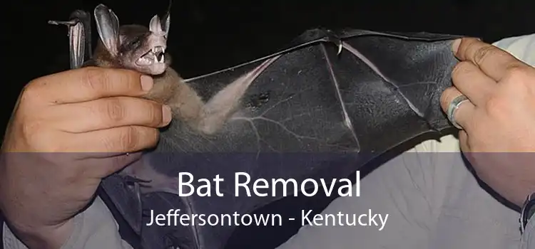 Bat Removal Jeffersontown - Kentucky