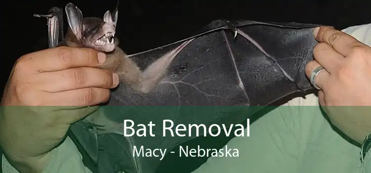 Bat Removal Macy - Nebraska