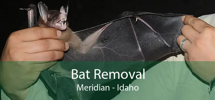 Bat Removal Meridian - Idaho