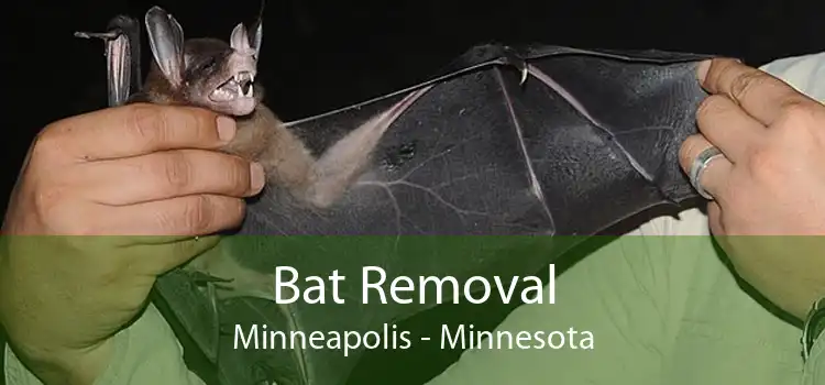 Bat Removal Minneapolis - Minnesota