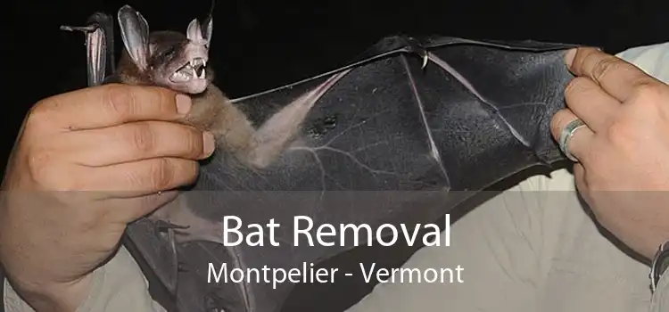 Bat Removal Montpelier - Vermont