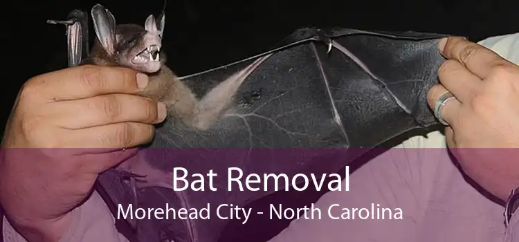 Bat Removal Morehead City - North Carolina