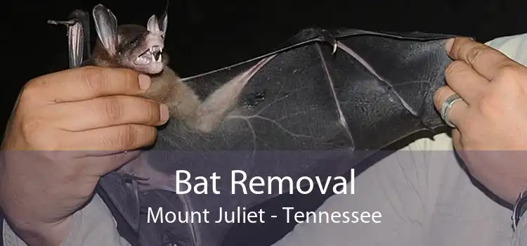 Bat Removal Mount Juliet - Tennessee