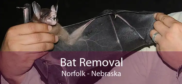 Bat Removal Norfolk - Nebraska