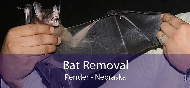 Bat Removal Pender - Nebraska