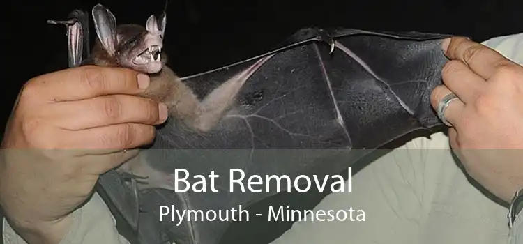 Bat Removal Plymouth - Minnesota