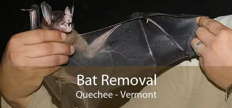 Bat Removal Quechee - Vermont