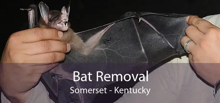 Bat Removal Somerset - Kentucky