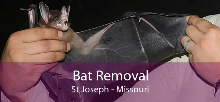 Bat Removal St Joseph - Missouri