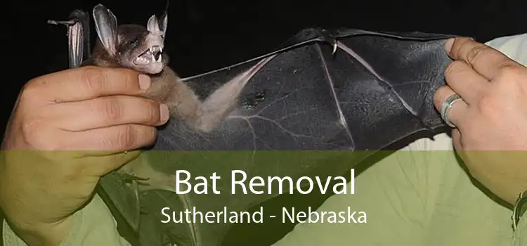 Bat Removal Sutherland - Nebraska