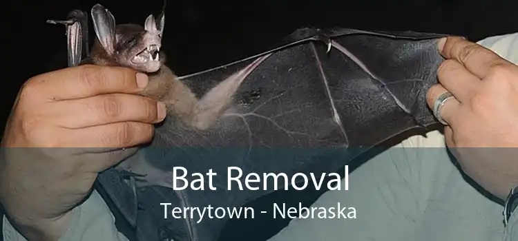 Bat Removal Terrytown - Nebraska