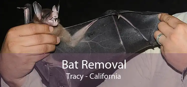 Bat Removal Tracy - California
