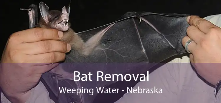 Bat Removal Weeping Water - Nebraska