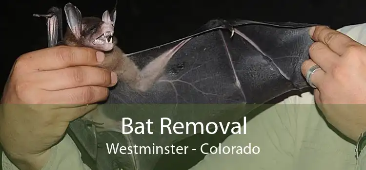 Bat Removal Westminster - Colorado