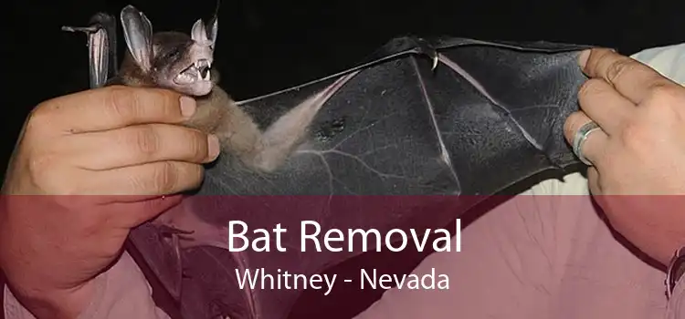 Bat Removal Whitney - Nevada
