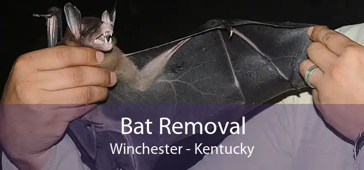 Bat Removal Winchester - Kentucky