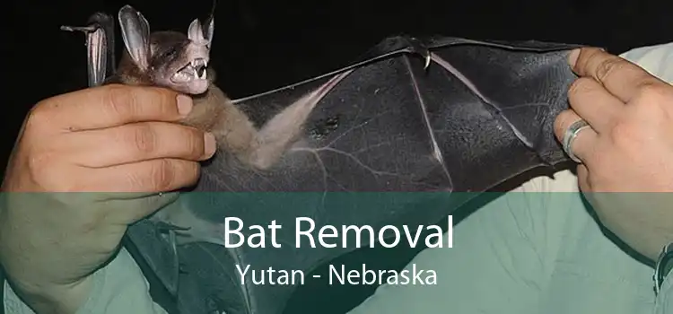 Bat Removal Yutan - Nebraska