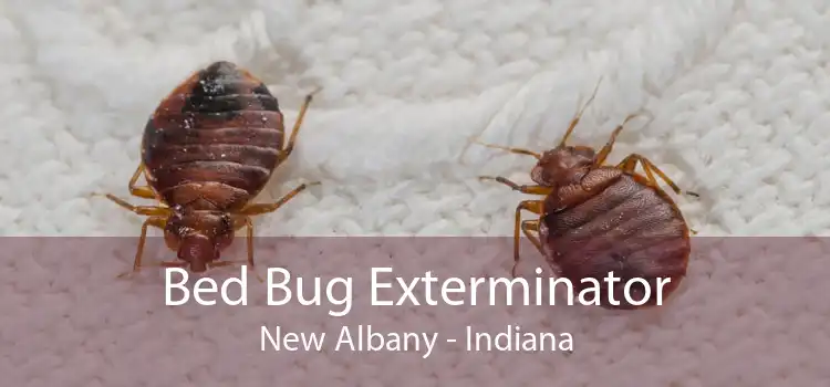 Bed Bug Exterminator New Albany - Indiana
