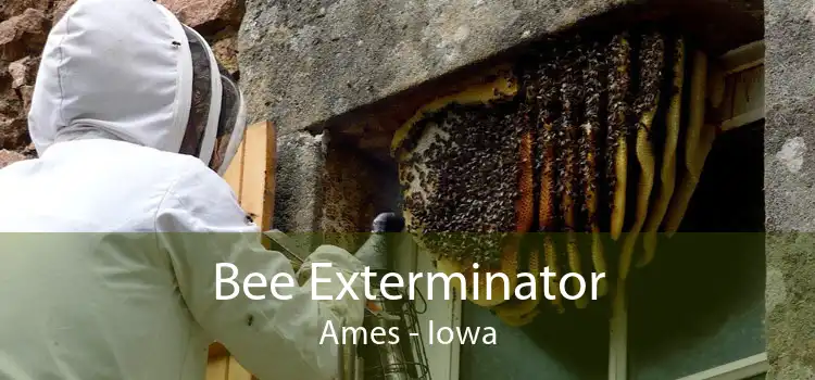 Bee Exterminator Ames - Iowa