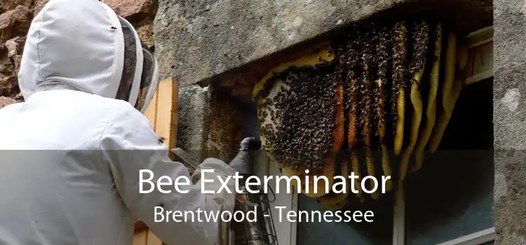 Bee Exterminator Brentwood - Tennessee