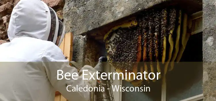Bee Exterminator Caledonia - Wisconsin