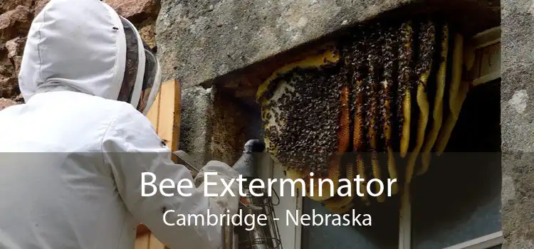 Bee Exterminator Cambridge - Nebraska