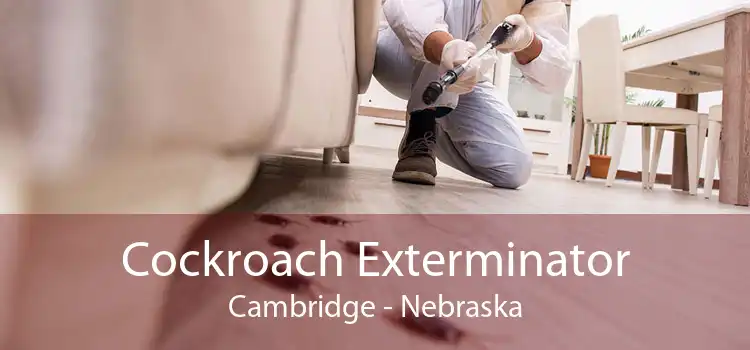 Cockroach Exterminator Cambridge - Nebraska