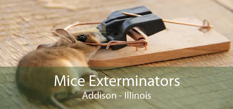 Mice Exterminators Addison - Illinois