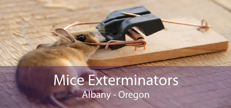 Mice Exterminators Albany - Oregon