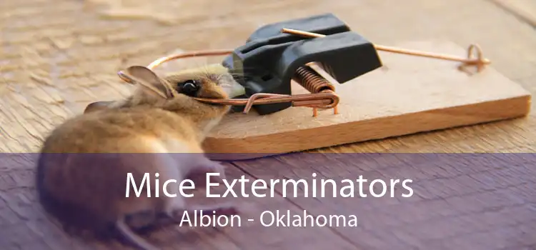 Mice Exterminators Albion - Oklahoma