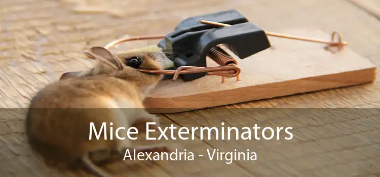 Mice Exterminators Alexandria - Virginia