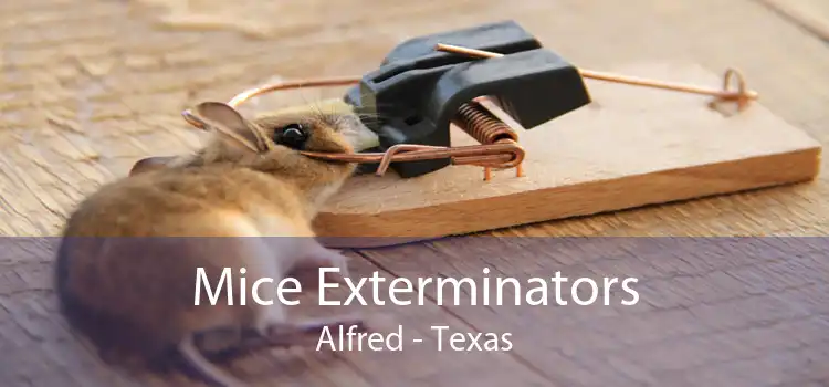 Mice Exterminators Alfred - Texas