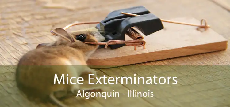 Mice Exterminators Algonquin - Illinois