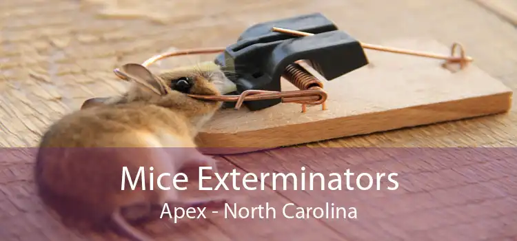 Mice Exterminators Apex - North Carolina