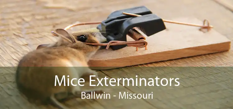 Mice Exterminators Ballwin - Missouri