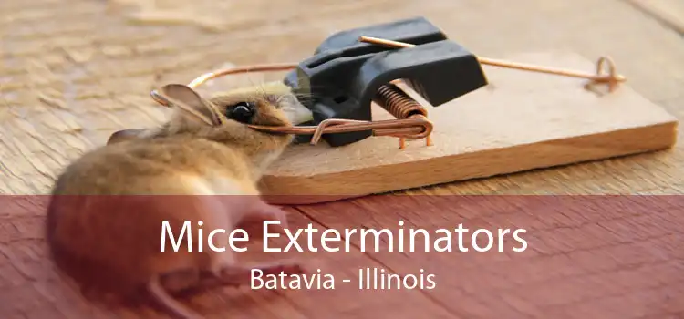 Mice Exterminators Batavia - Illinois