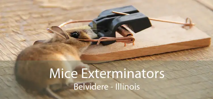 Mice Exterminators Belvidere - Illinois