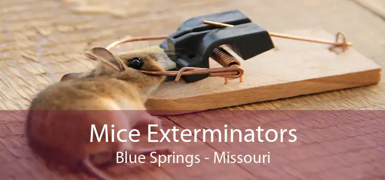 Mice Exterminators Blue Springs - Missouri