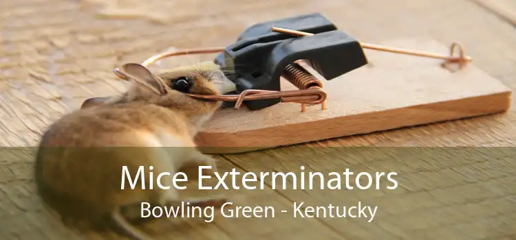 Mice Exterminators Bowling Green - Kentucky