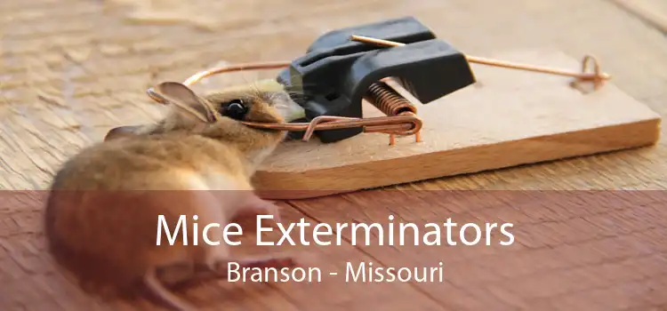 Mice Exterminators Branson - Missouri