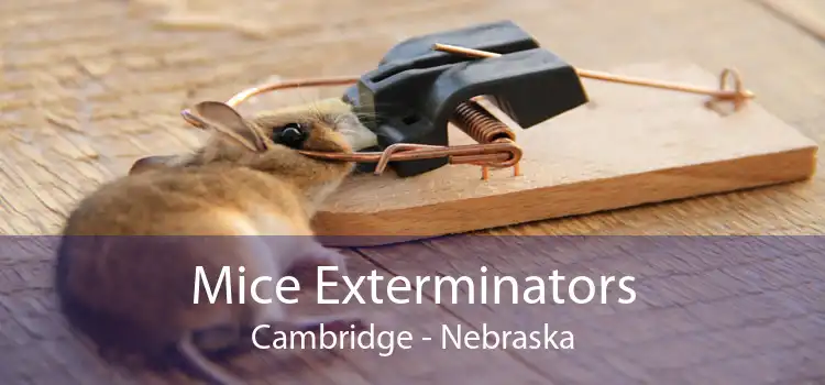 Mice Exterminators Cambridge - Nebraska