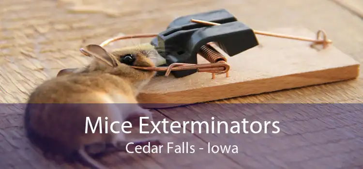 Mice Exterminators Cedar Falls - Iowa