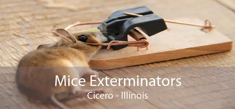 Mice Exterminators Cicero - Illinois
