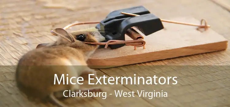 Mice Exterminators Clarksburg - West Virginia