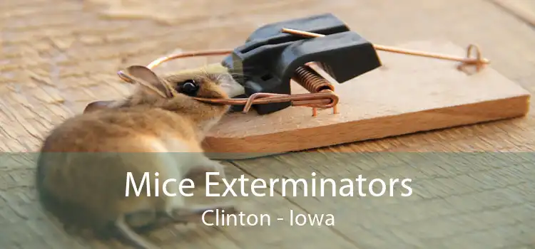 Mice Exterminators Clinton - Iowa